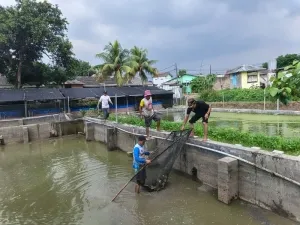 Kegiatan Ketahanan Pangan Budidaya Ikan Nila